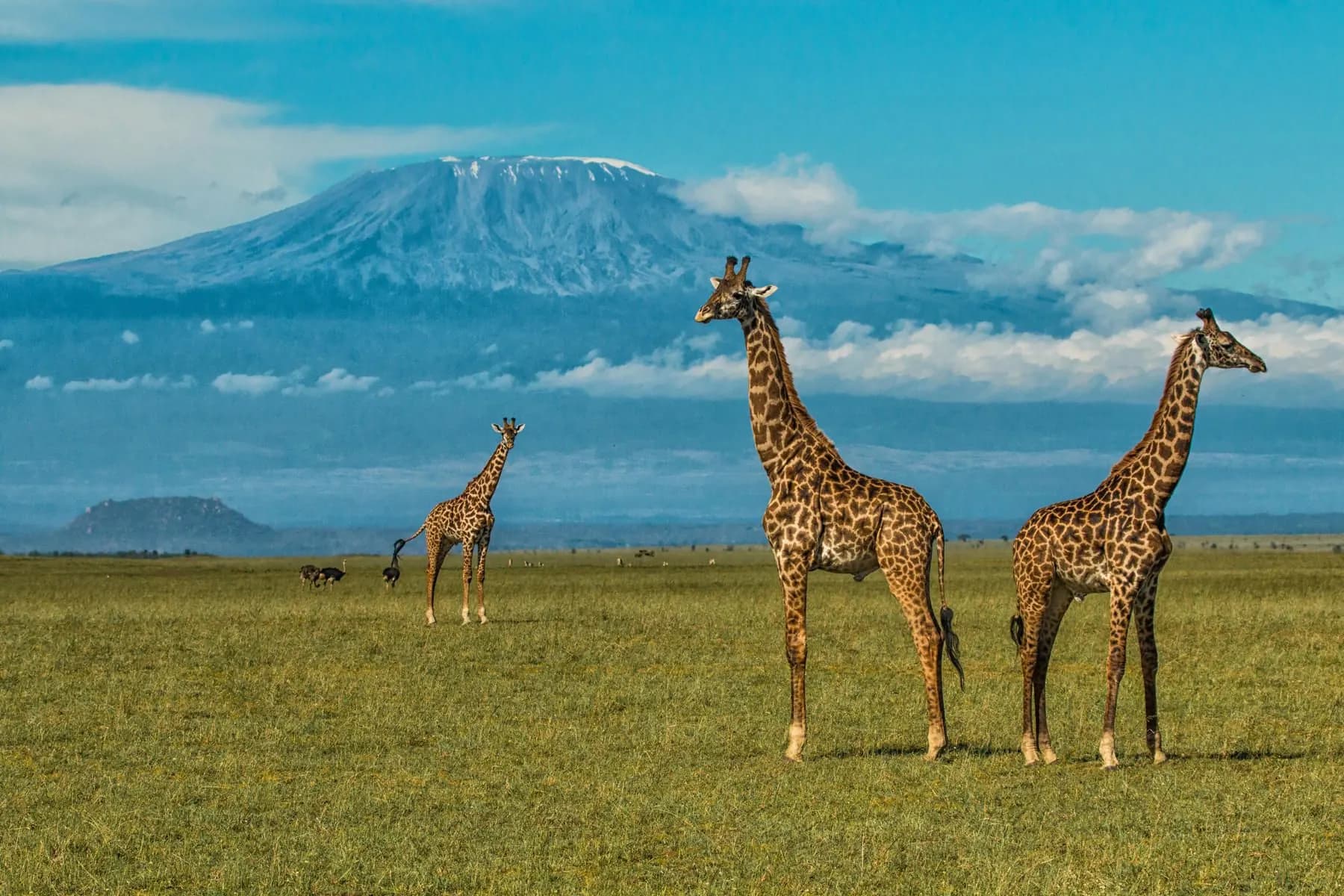 Giraffe cross the plain at the foot of Kilimanjaro, the mountain pale above the acacias.